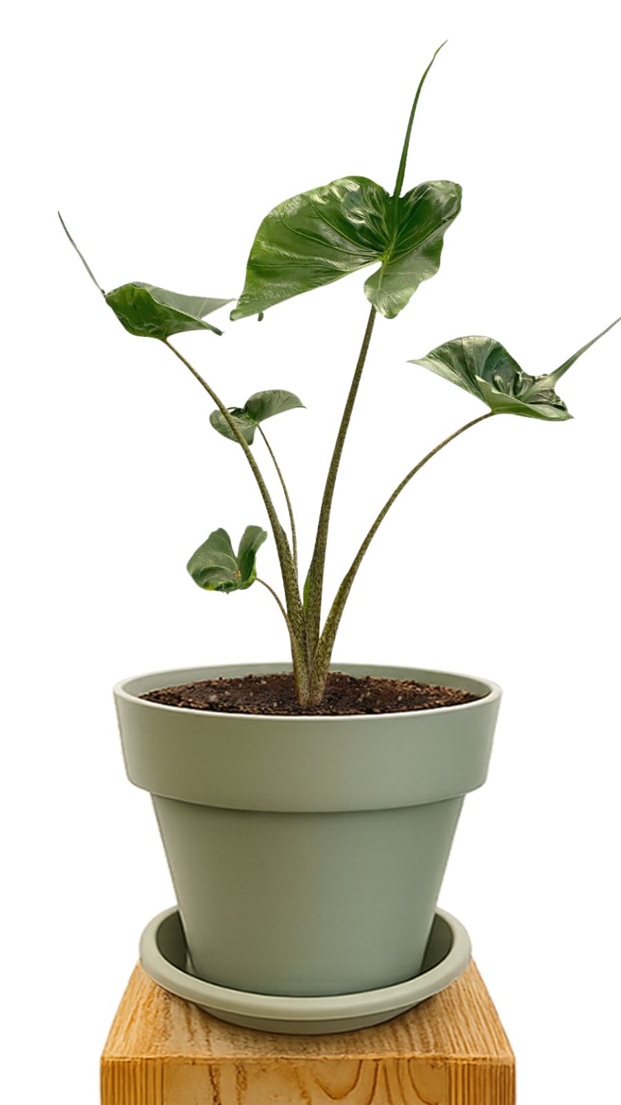 Plant kit 30 Green
